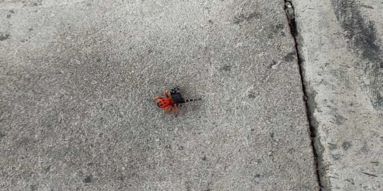 Zehirli Uğur Böceği Örümceği Bu Kez Kent Merkezinde Görüldü