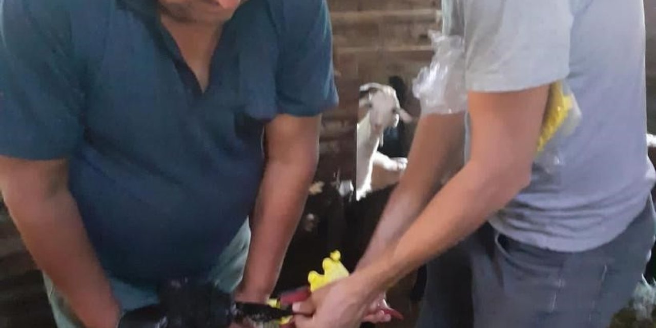 Bayram Öncesi Hayvanlarda Aşı Çalışması Ve Yol Kontrolü