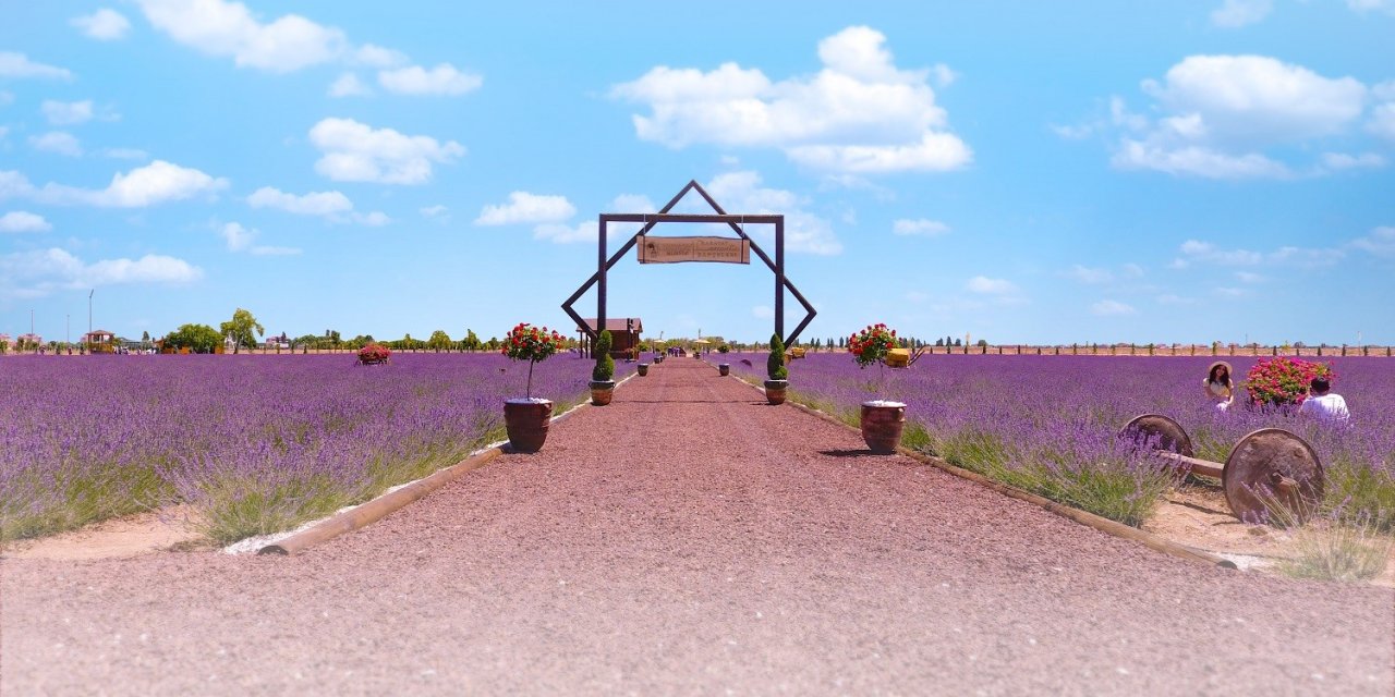 Karatay Lavanta Bahçesi 1 Temmuz’da Kapılarını Açıyor