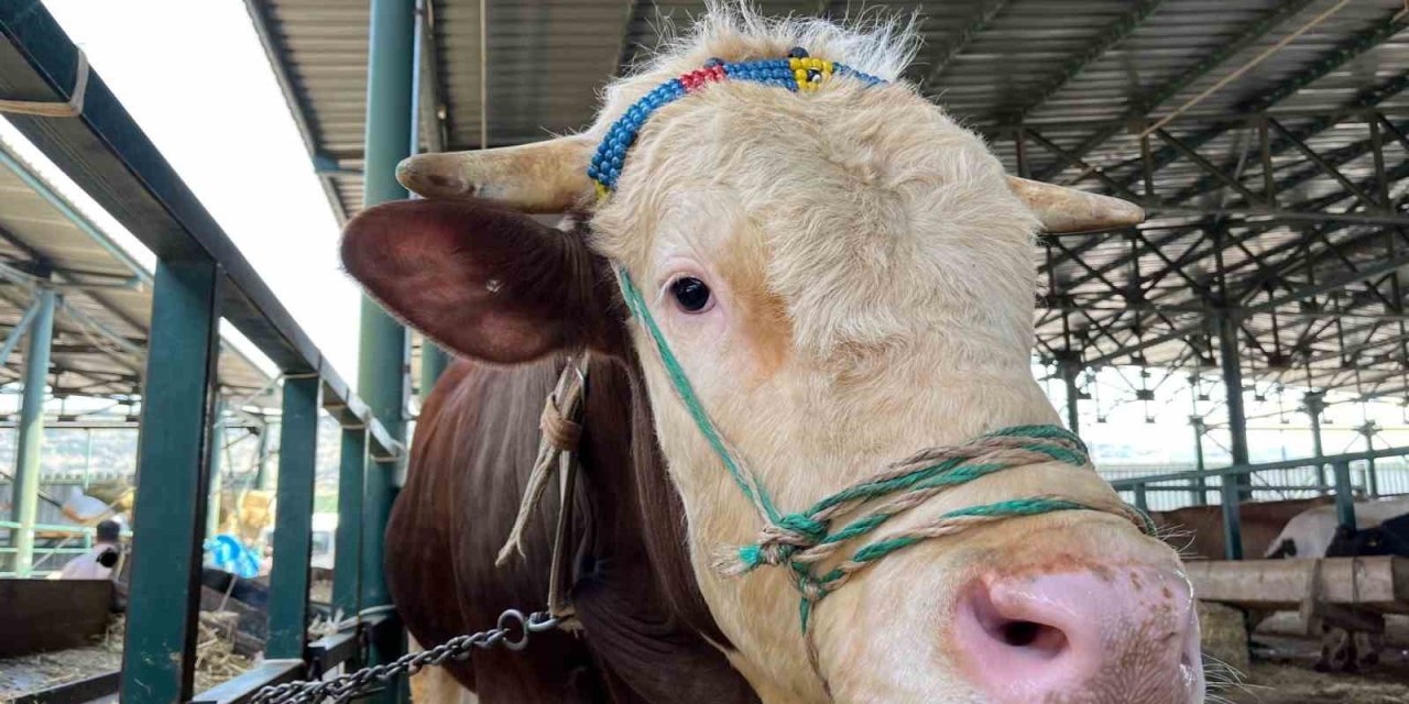 Bin 200 Kiloluk ’paşa’ Talibine Bekliyor