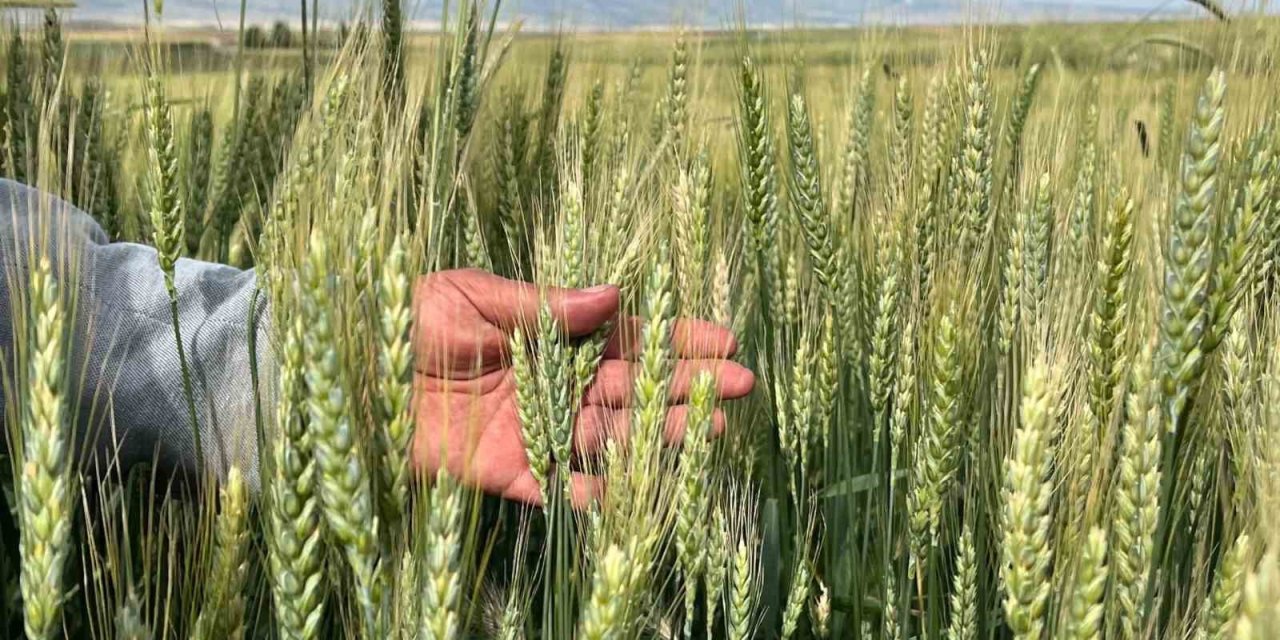 Çiftçilerin Yağış Sonrası Korkusu; ’pas Hastalığı’