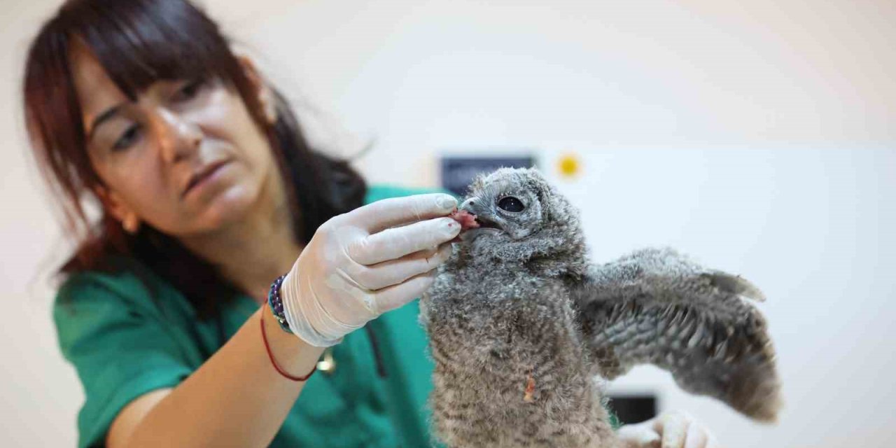 Antalya Doğal Yaşam Parkı’nda 3 Özel Misafir