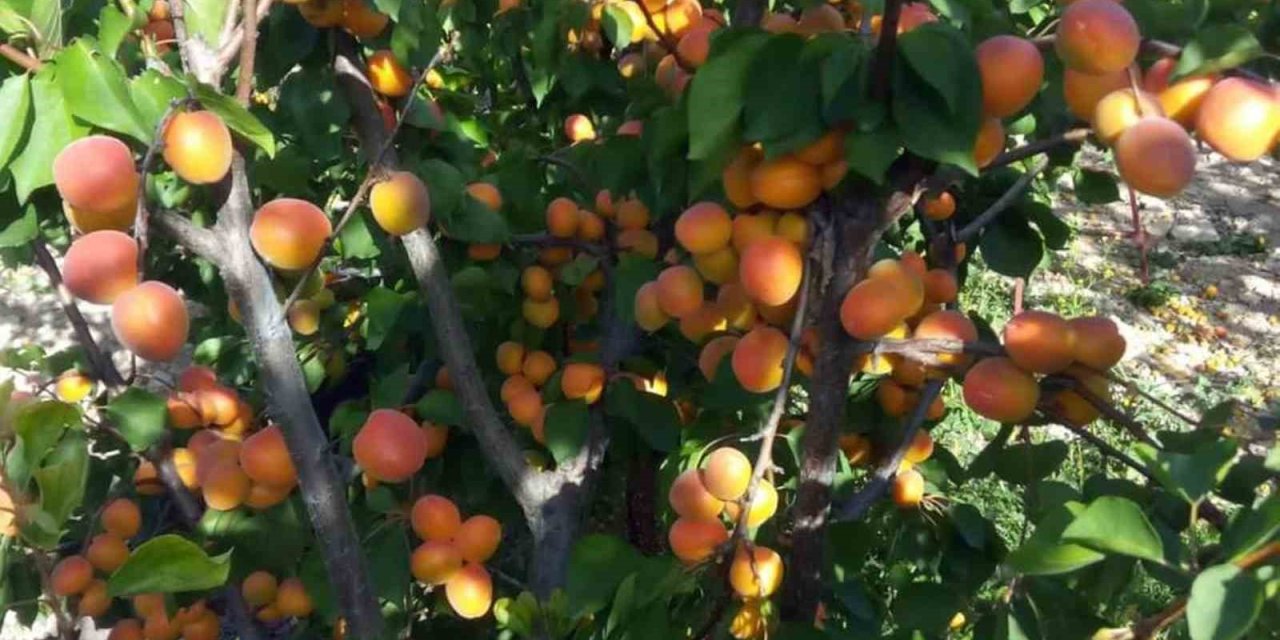 Mersin’de Sofralık Kayısı Sezonu Sona Erdi