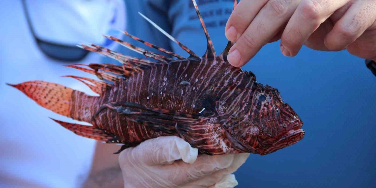 Mutfakların Yeni Lezzeti Aslan Balığı Olacak