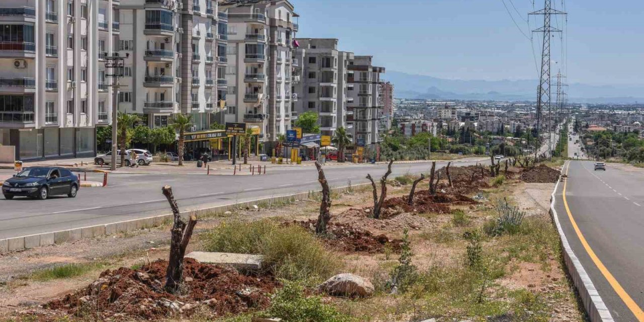 Kepez Kocaman Bir Zeytin Bahçesi Oluyor