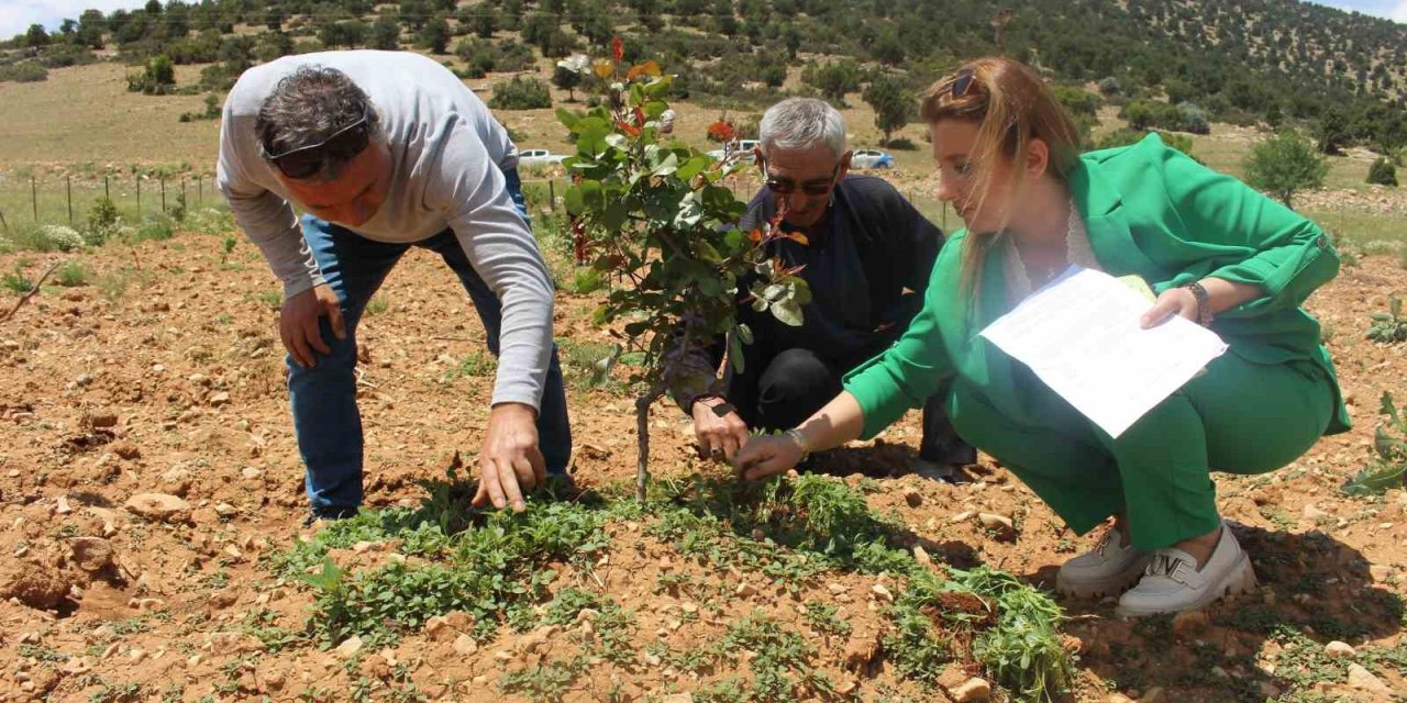 Büyükşehir’in Antep Fıstığı Fidanları Yüz Güldürdü