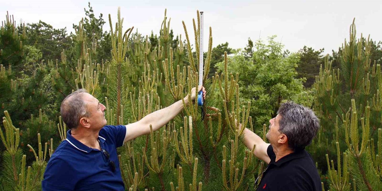 Genç Fidanlar Hızla Büyüyor