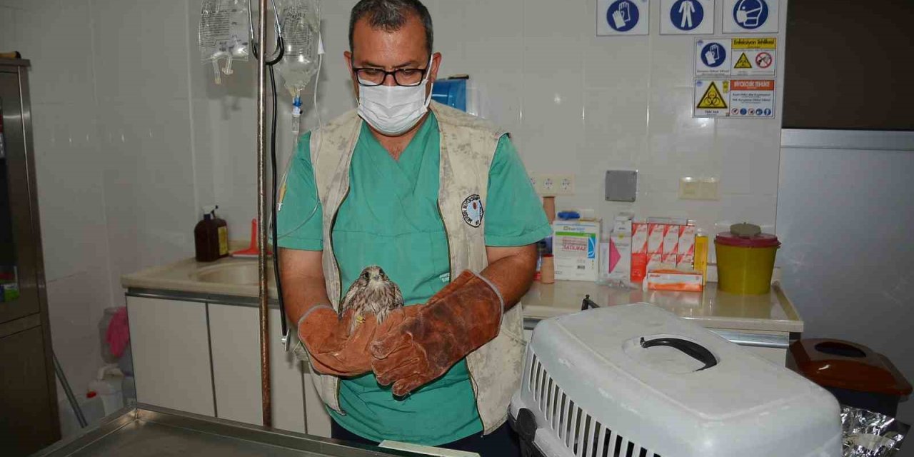 Bitkin Olarak Bulunan Kerkenez Tarsus Doğa Parkında Koruma Altına Alındı