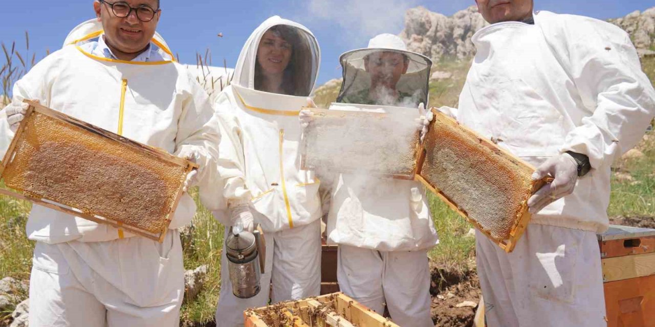 Eğriçayır Yaylası’nda Antimikrobiyal Tescilli Balda İlk Hasat