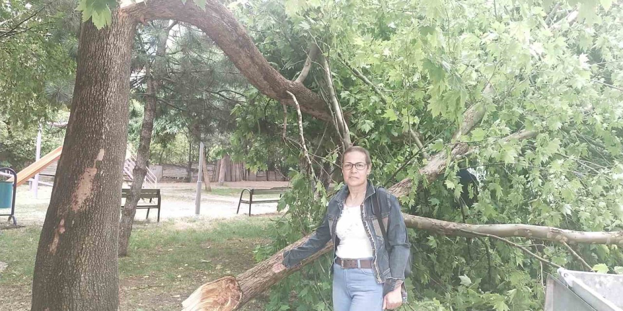 Yıldırım Elektrik Trafosuna Zarar Verdi, Kopan Ağaç Dalı Otomobilin Üzerine Düştü