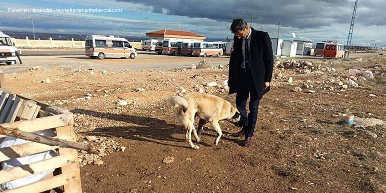 Ayağı Kangren Olan Köpeğe Karaman'da Dolmuş Şoförleri Sahip Çıktı