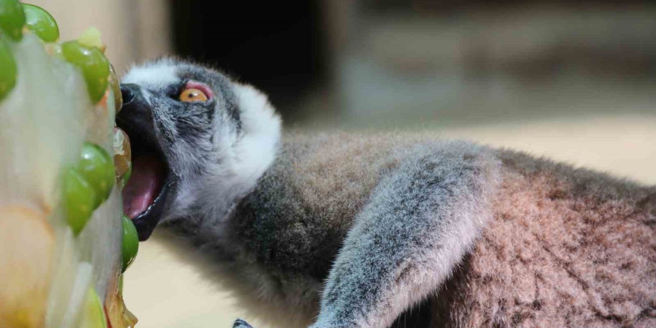 Kavurucu Sıcakta Maymunlar Özel Buzlu Meyve Kokteyliyle, Boz Ayı Ailesi İse Havuzda Serinliyor