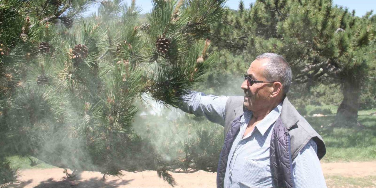 Yaylaları Çam Ağacı Poleni Sardı