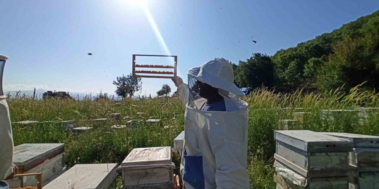 2 Bin 535 Rakımlı Küpe Dağının Eteklerinden Şifa Kaynağı Arı Sütü Üretiyor