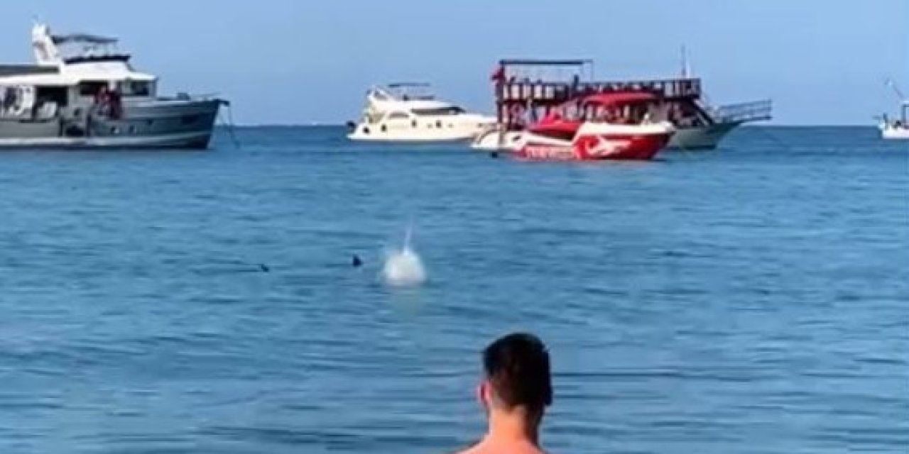 Mızrak Balığını Köpekbalığı Diye Taşladılar