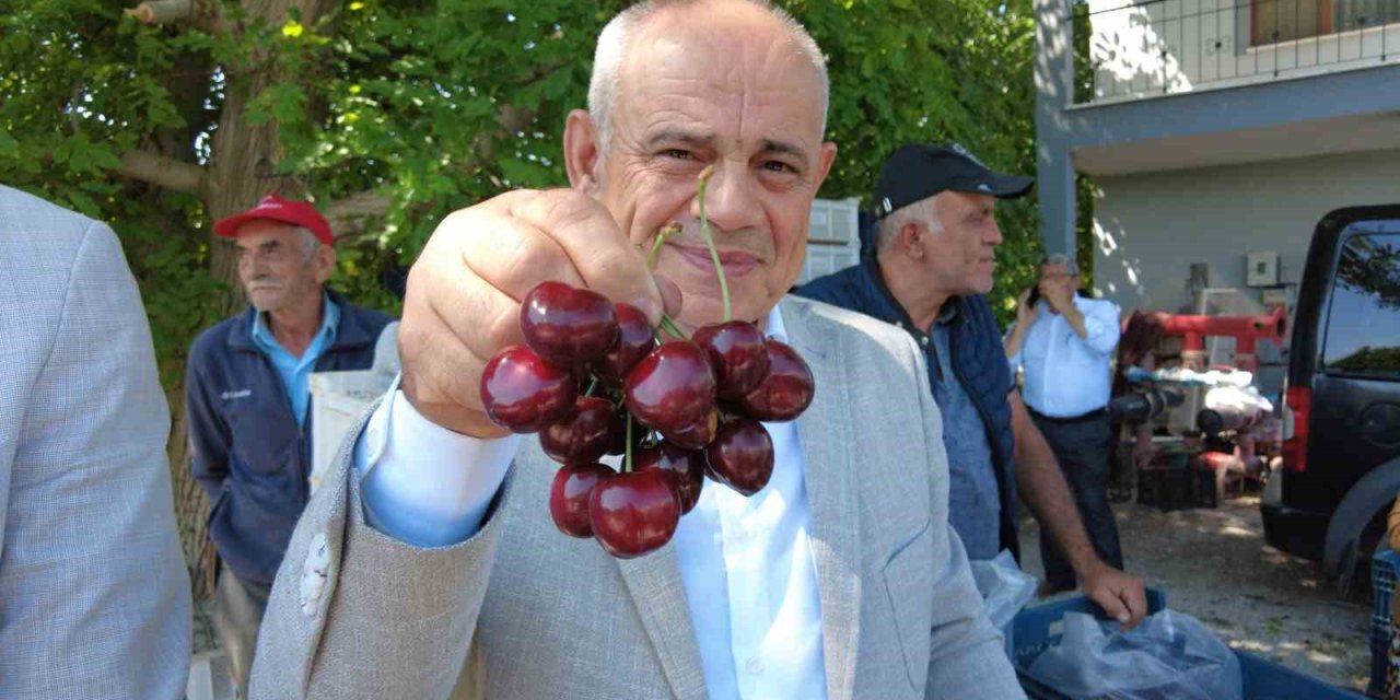 Dünya Sofralarını Süsleyen Yahyalı Kirazının Hasadı Başladı