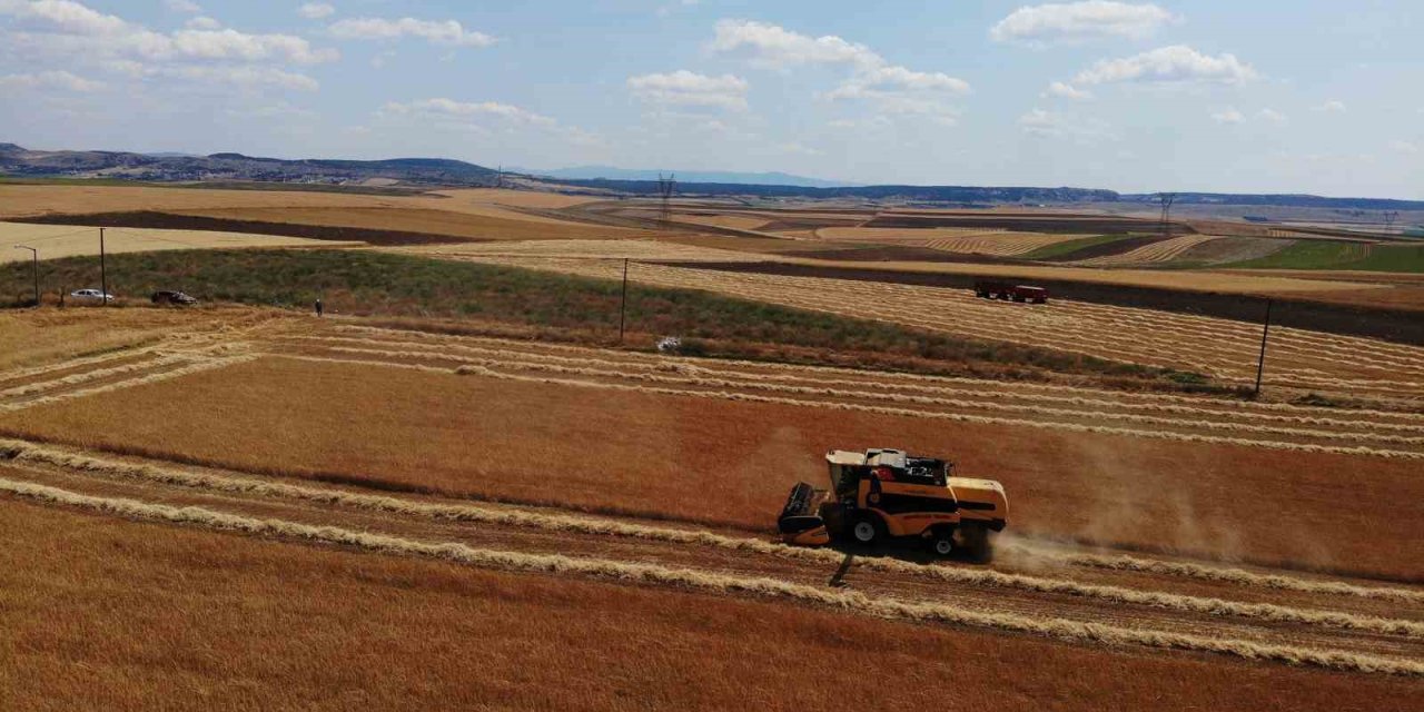 Çiftçi Umduğundan Daha Fazla Ürün Aldı
