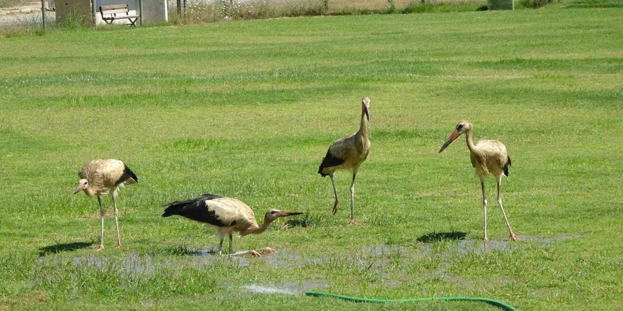 El Nino Sıcaklarının Bunalttığı Leylekler Futbol Sahasında Serinledi
