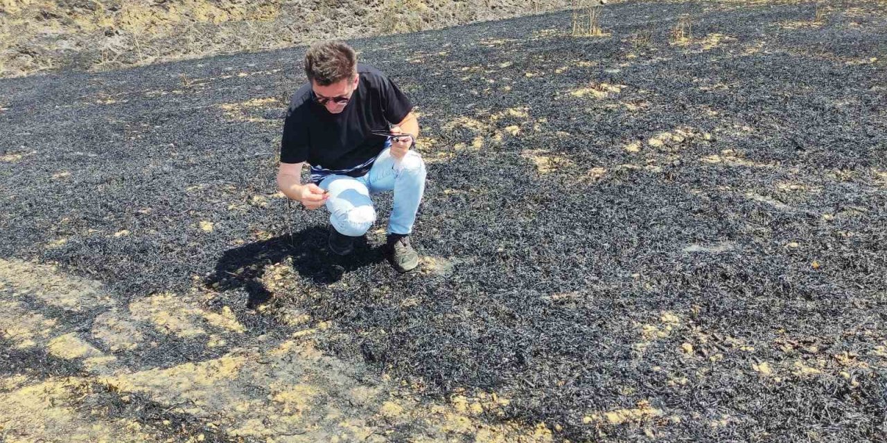 15 Dönümlük Buğday Tarlasının 13 Dönümü Kül Oldu