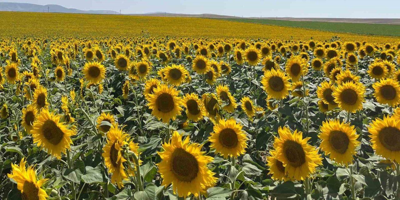 Çifteler ’de Uçsuz Bucaksız Ayçiçekler Kartpostallık Görüntüler Sundu