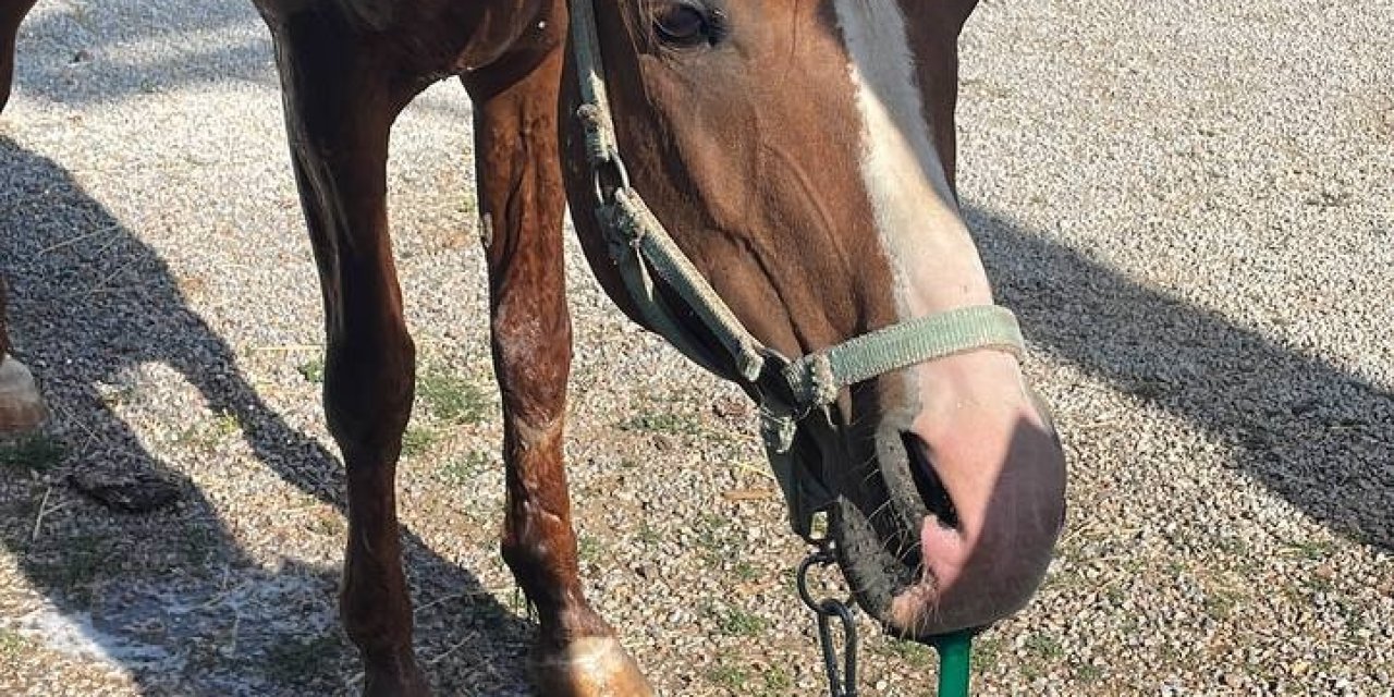 Bahçe Hortumunu Pipet Gibi Kullanarak Su İçen At