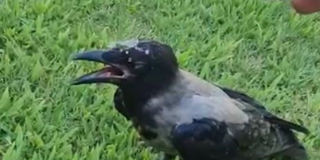 El Nino Sıcakları Hayvanları Da Etkiledi, İmdatlarına Vatandaşlar Yetişti