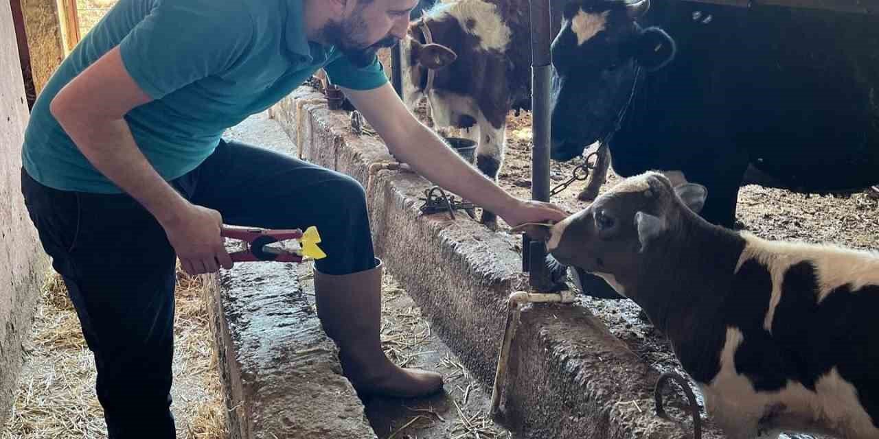 Gazipaşa’da 7 Bin Hayvan Aşılandı