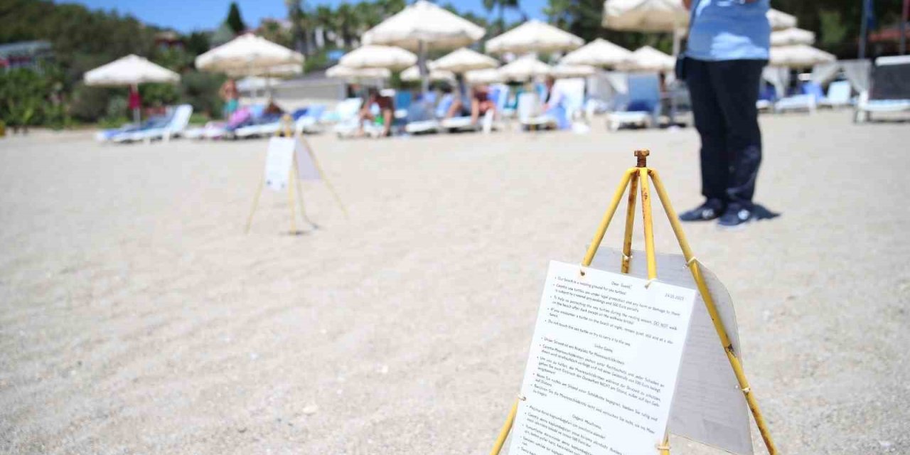 Alanya Plajlarında Caretta Caretta Yumurtaları Otellerin Koruması Altında