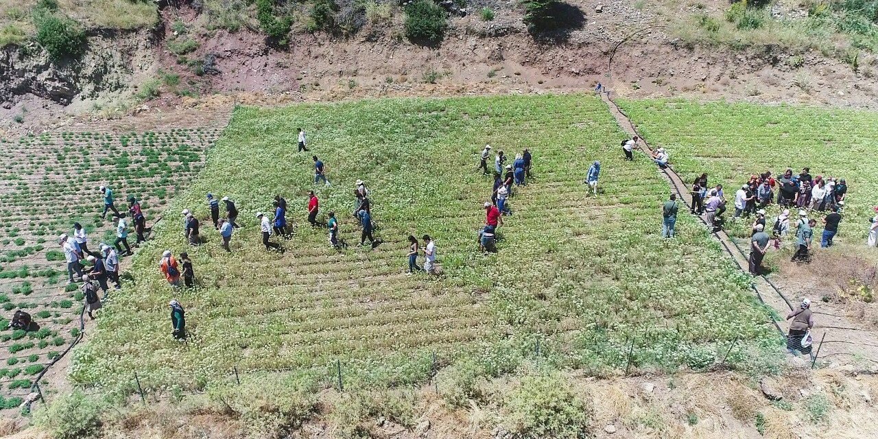 Konyaaltı’nda Kekik Ve Adaçayı Hasatı Başladı