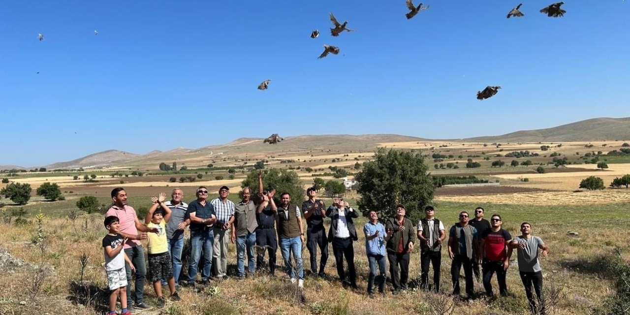 600 Kınalı Keklik Doğaya Salındı