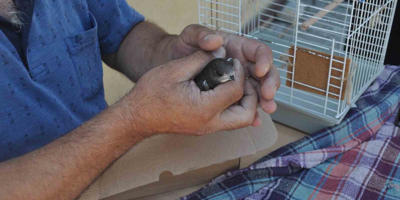 Yaralı Ebabil Kuşuna Çevre Esnafı Yardım Etti