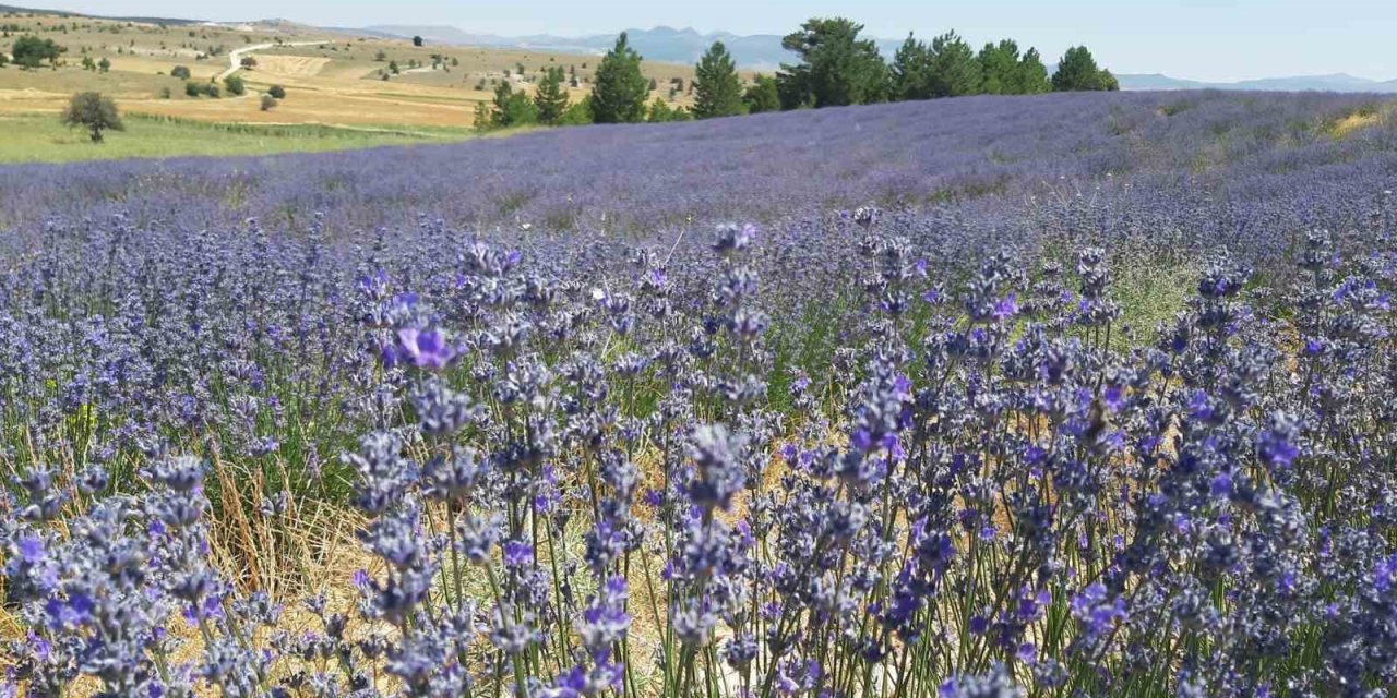 Konya’da Çorak Topraklar Lavanta İle Mor Renge Büründü