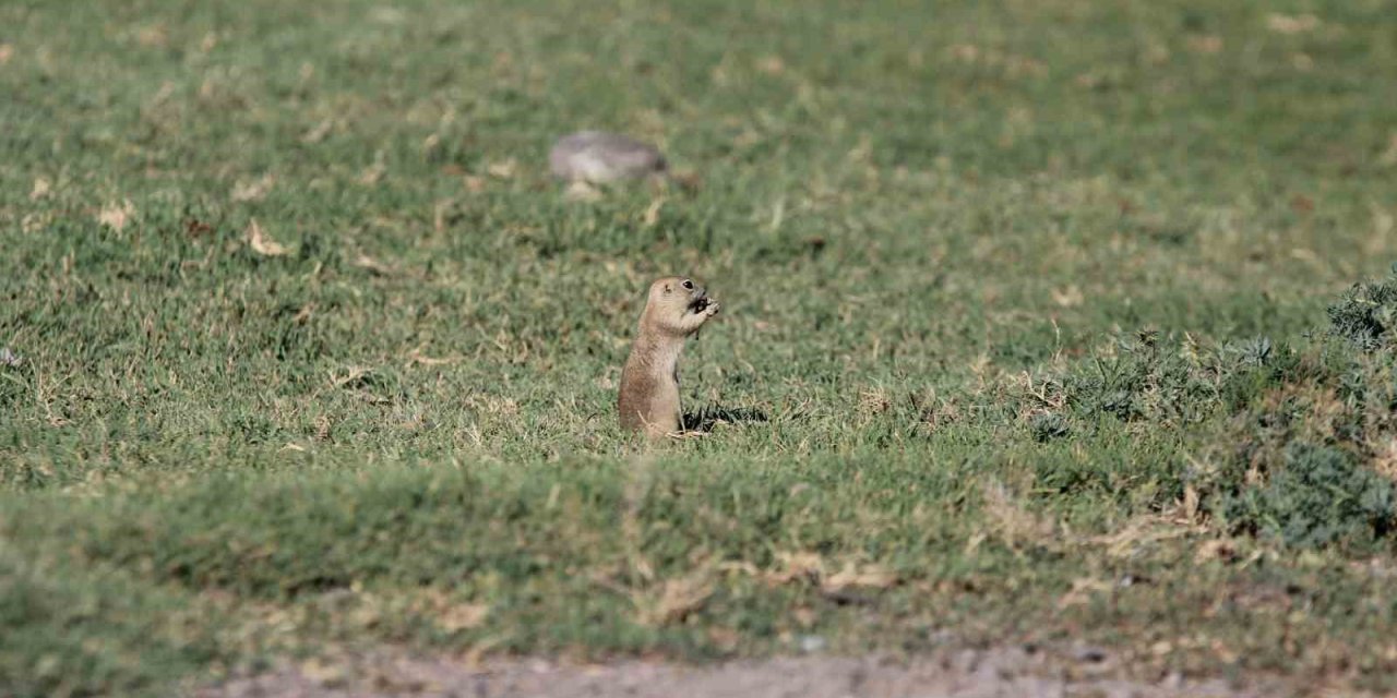 Havalar Isındı Sincaplar Ortaya Çıktı