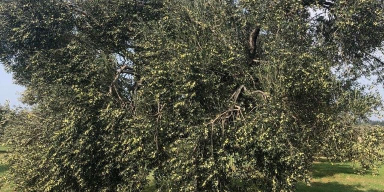 İklim Krizi Zeytin Hasadını Vurdu