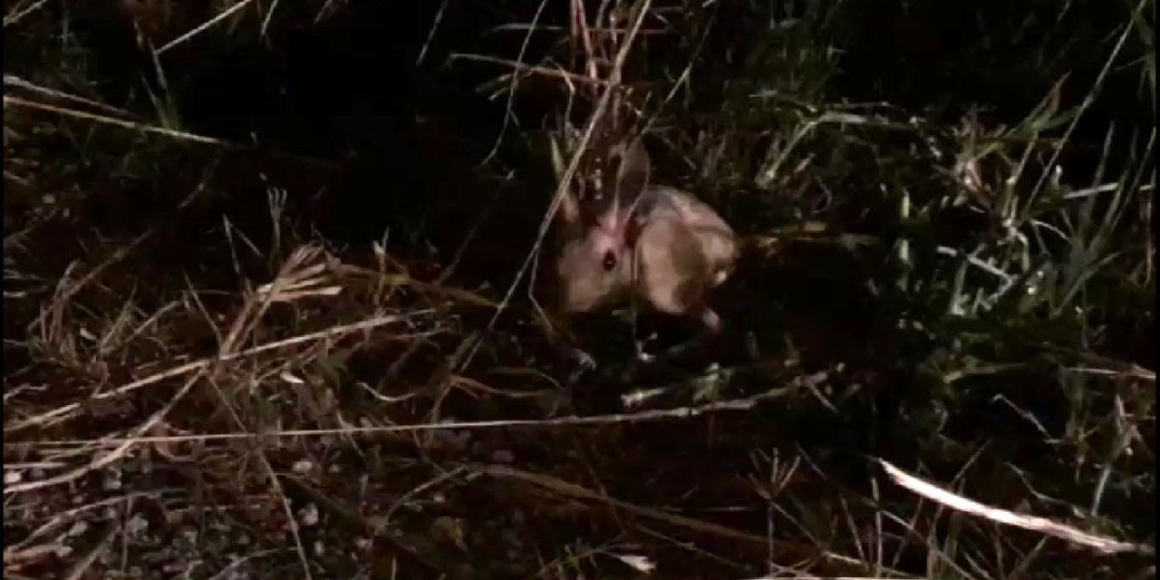 Nadir Rastlanan Bir Tür Olan Arap Tavşanı Sivrihisar’da Görüldü