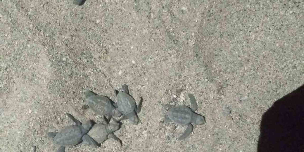 Caretta Carettalar Yuvalarından Çıkıp Denizle Buluştu