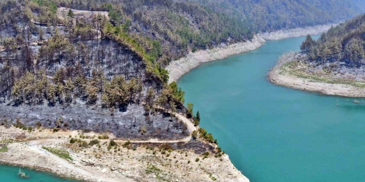 Manavgat Orman Yangınında Zarar Gören Bölgelere 5 Milyon Fidan Ekildi, 153 Ton Tohum Toprakla Buluşturuldu