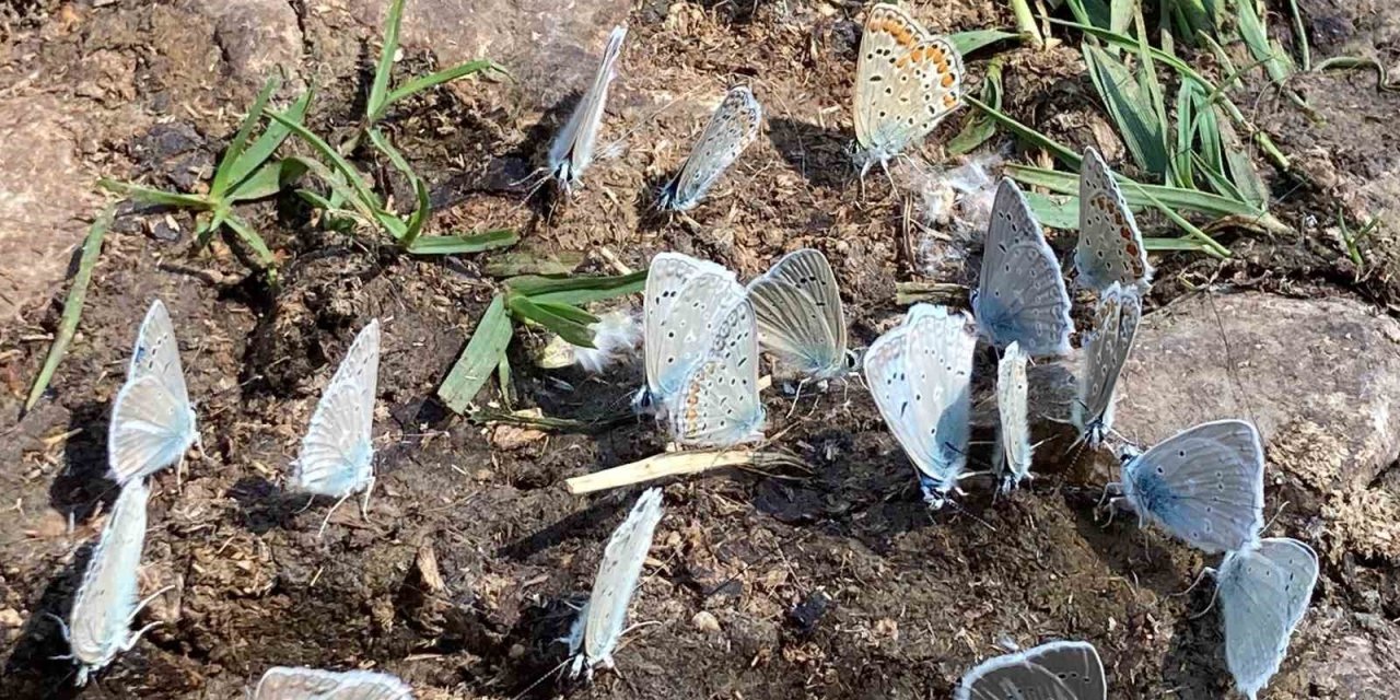 Bahar Havası Yaşanan Yaylada Yüzlerce Kelebek Görsel Şölen Sundu
