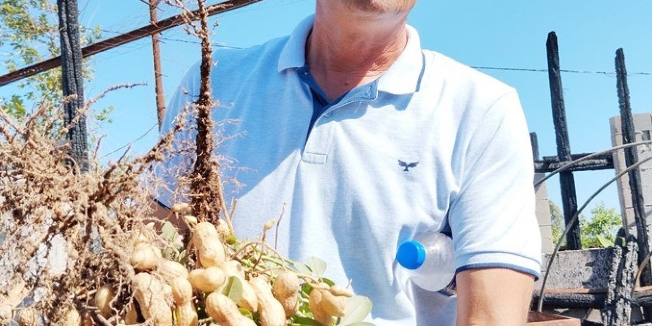 Yılın İlk Fıstığı 125 Tl’den Alıcı Buluyor