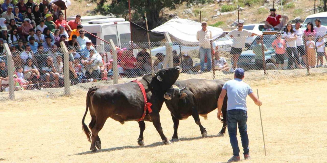 Demir Telleri Aşan Boğalar Seyircilerin Arasına Daldı