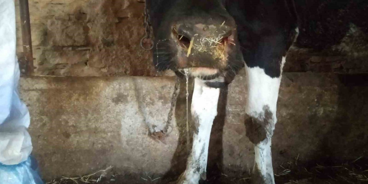 Şap Hastalığı Sebebiyle Üç İlçenin Dış Mahallelerinde Hayvan Hareketleri Yasaklandı