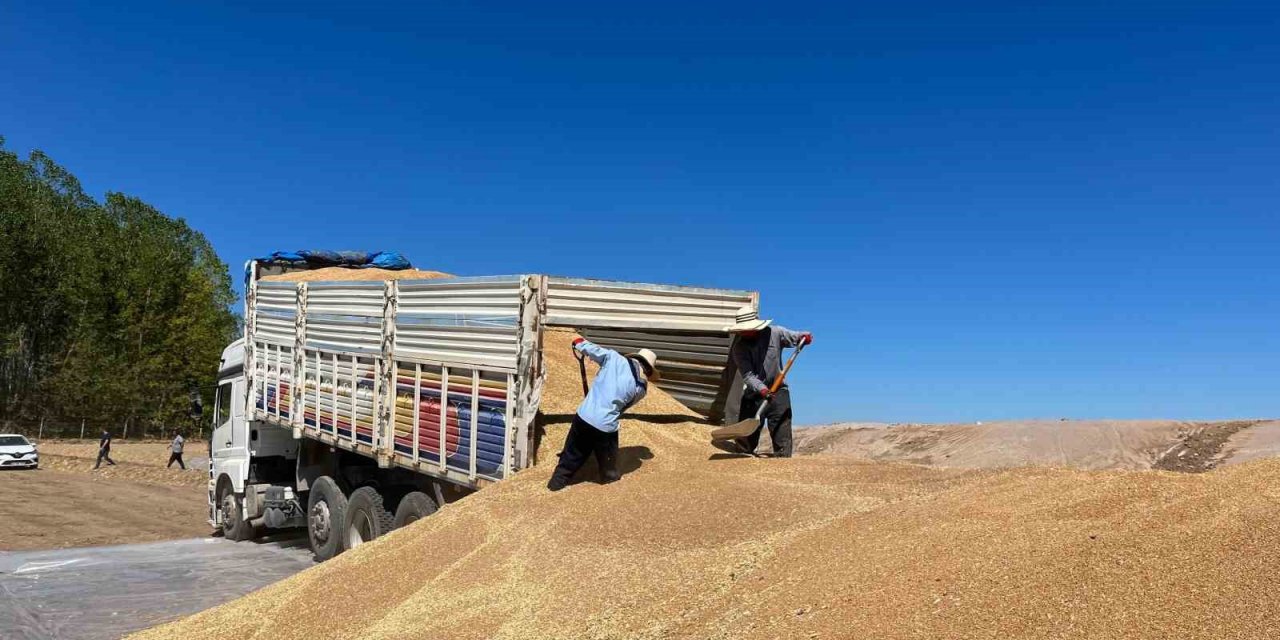 Tmo Hububat Alımında Rekor Kırdı