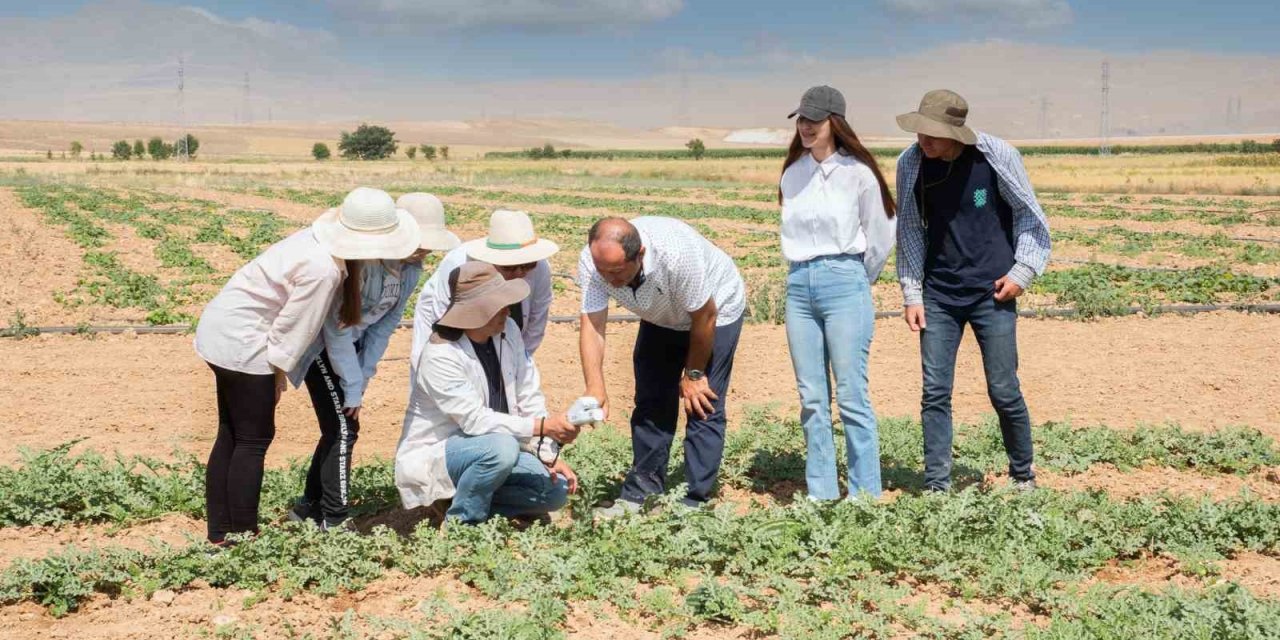 Selçuk Üniversitesi, Karpuz Ve Kavun Üretiminde Su Tasarrufunu Hedefliyor