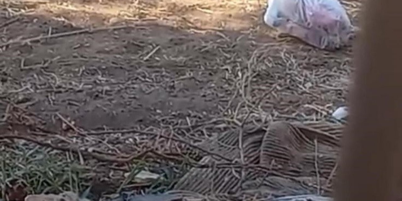 Yılanların Dansı Kameralara Yansıdı