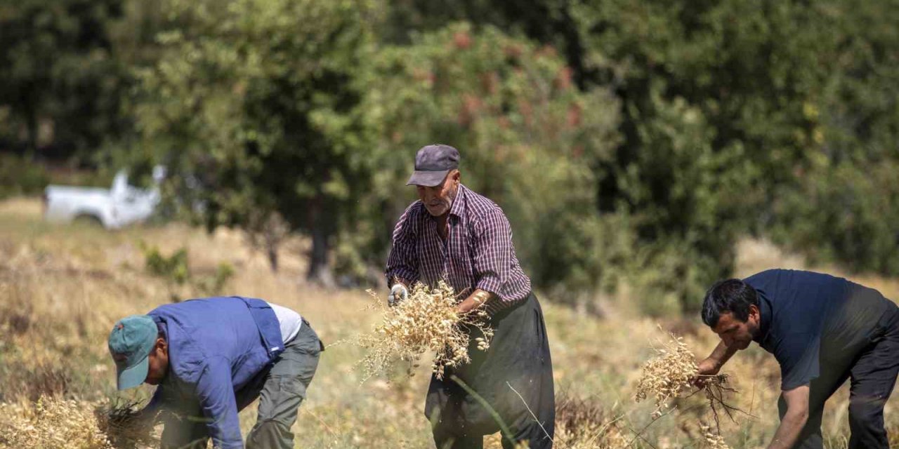 Mersin’de Atalık Nohut Desteği Alan Üreticiler İlk Hasadını Gerçekleştirdi