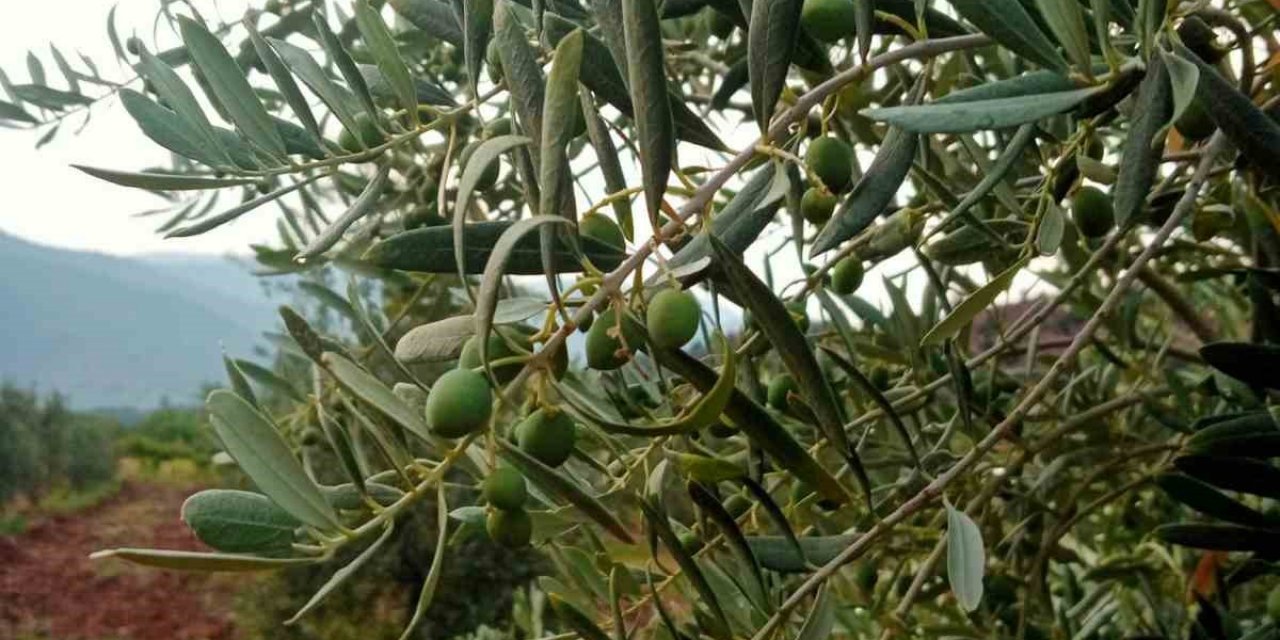 Eskişehirli Çiftçiler Zeytinde 5 Ton Rekolte Bekliyor