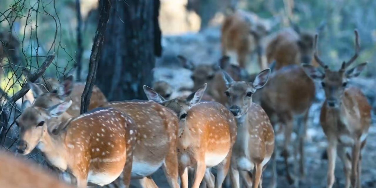 Alageyikte Tüm Zamanların En Yüksek Yavru Sayısına Ulaşıldı