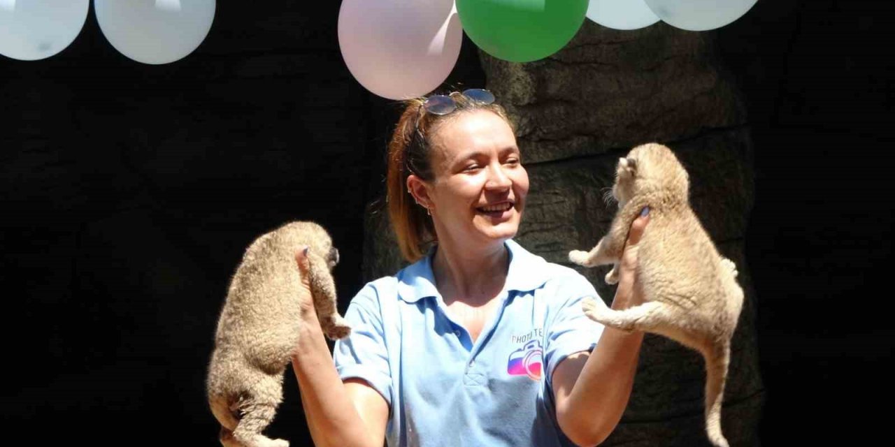 Yeni Doğan İkiz Aslanlara Pastalı Kutlama