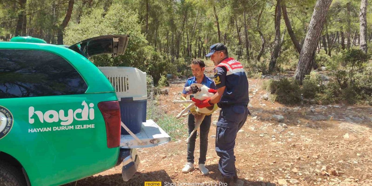 Yaralı Köpeğe Jandarmadan Yardım Eli