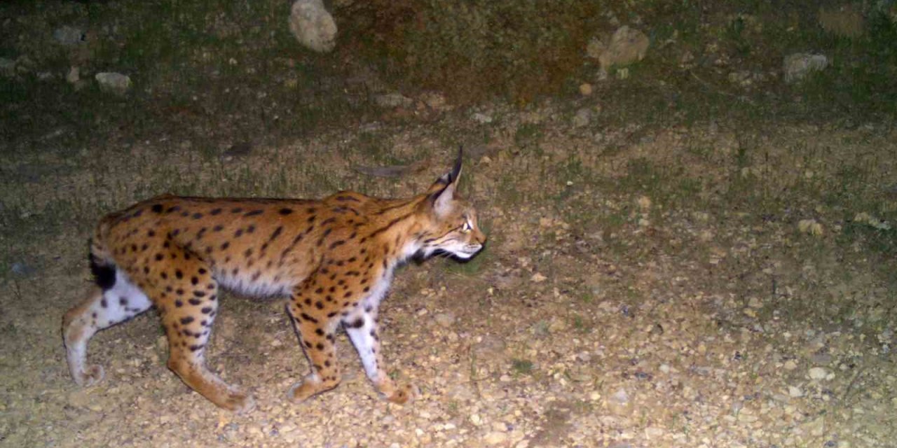 Eskişehir’in Gizemli Vaşağı Böyle Görüntülendi